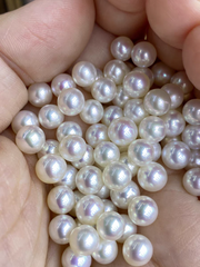 【NEW】AZ AK clam--10+bigger size AK pearls + 1 Edison
